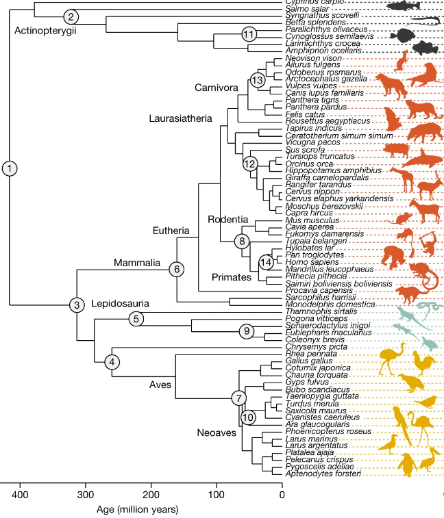 Vertebrate species have a wide range of mutation rates, reveals new study from MIT