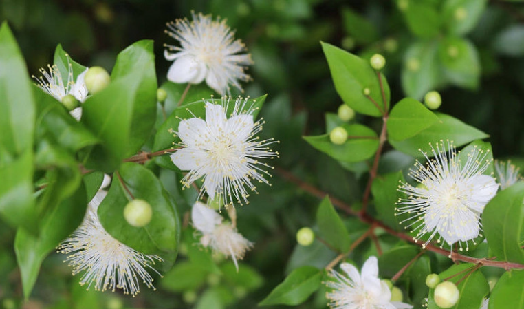 A combined effect of valium, alcohol and myrtus extract