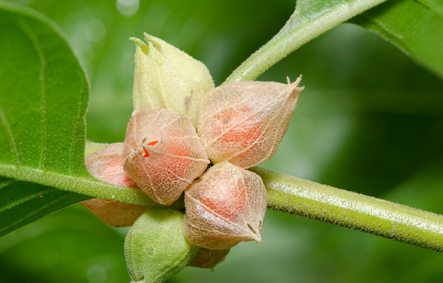 Ashwagandha's Potential for Treating Diabetes Through Liver Metabolism Tuning