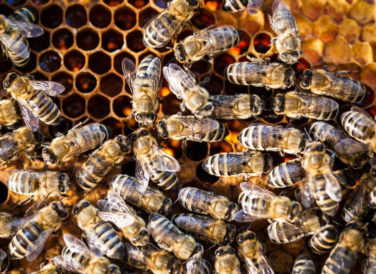 Bees Social Interaction: Revealing the Social Engineering Techniques