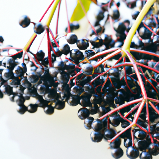 Can Elderberry Syrup Cause Diarrhea? Insights from a Leading Gastroenterologist at London Medical College