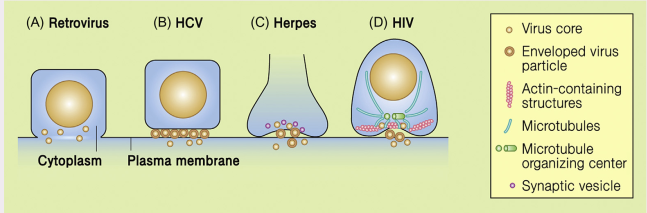 mechanism