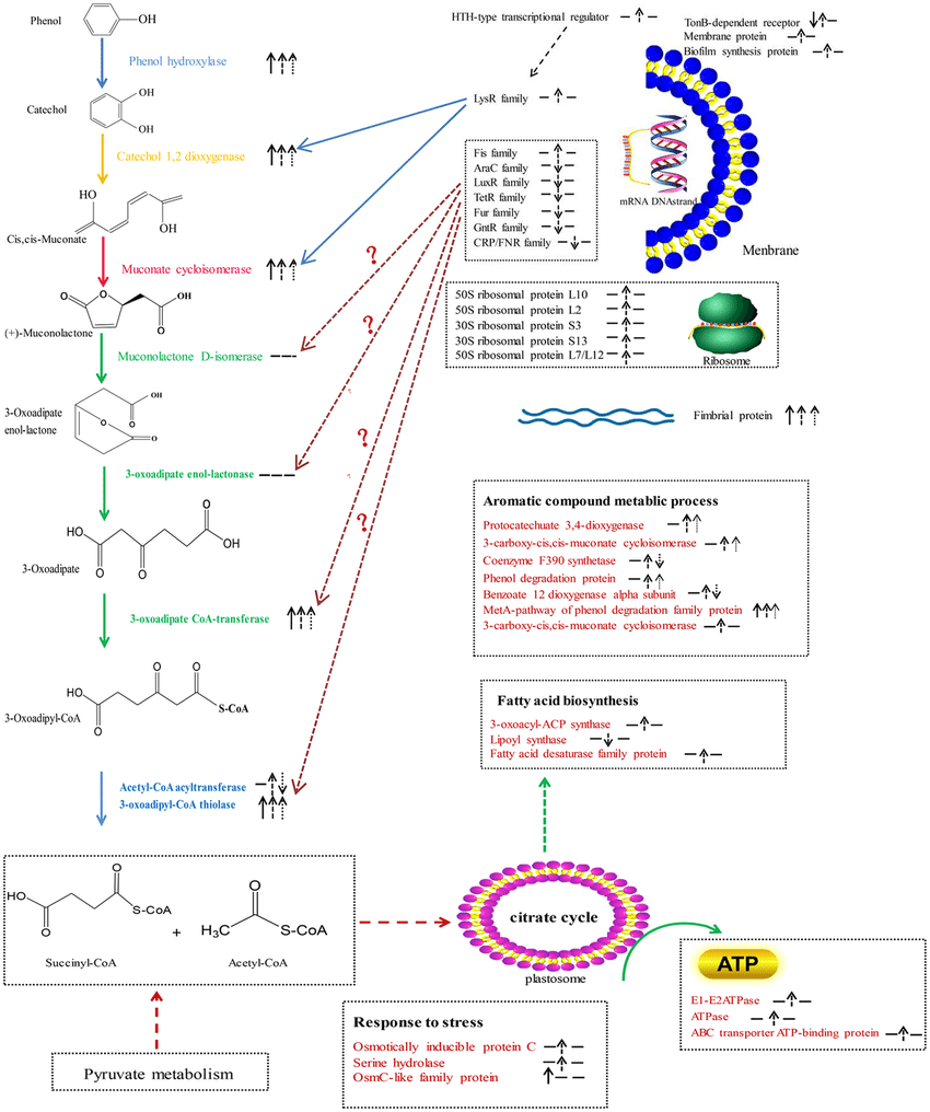 phenol