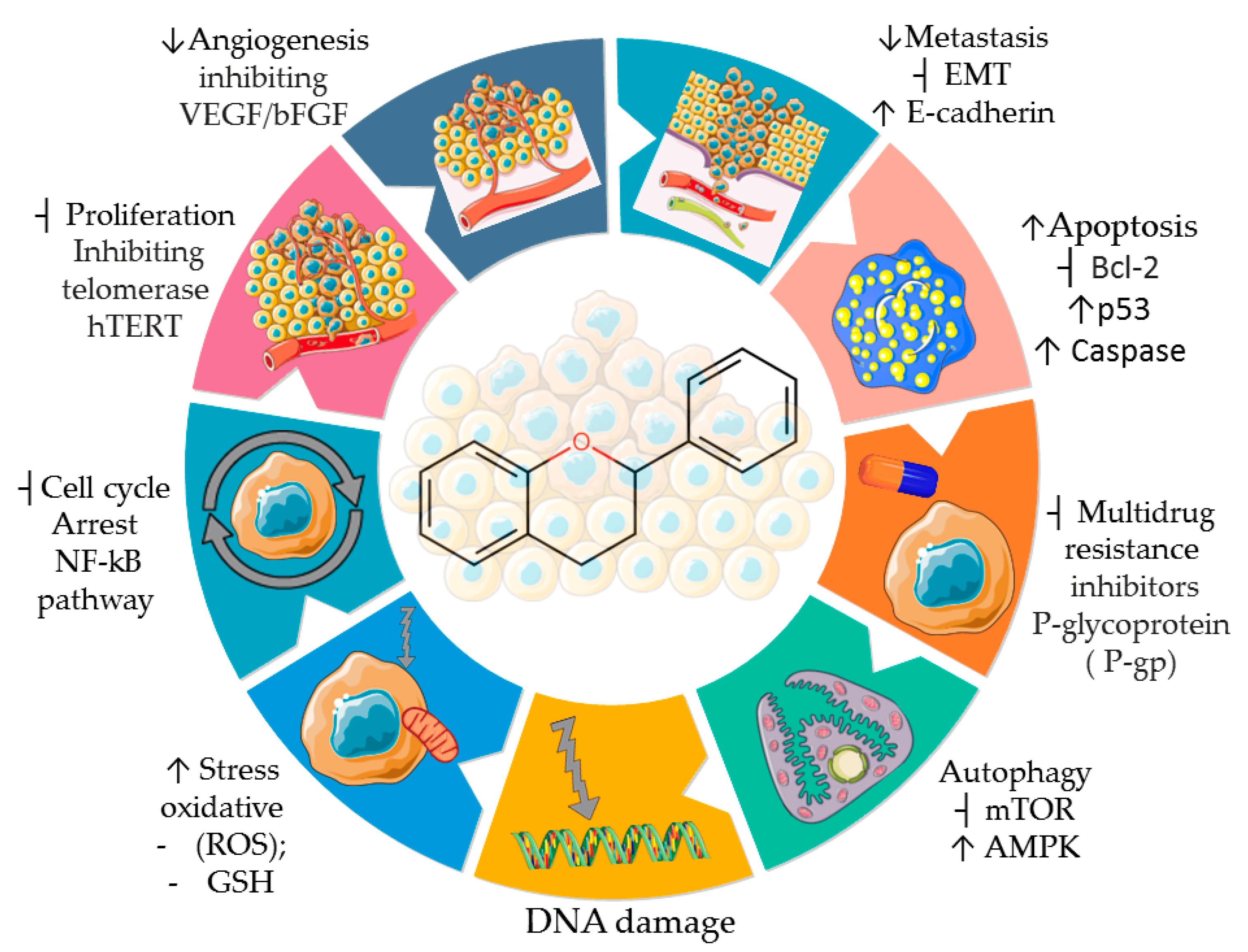 flavidnoids anti cancer mechanisms