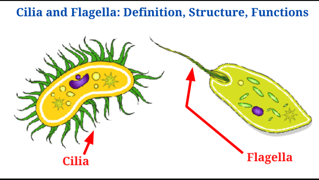 flagella