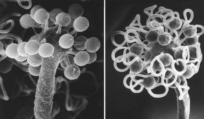 Classifying the Enigmatic: Identifying a Newly Discovered Fungus Among ...