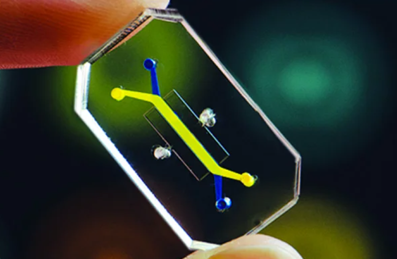 Developing Bioengineered Organs-On-Chips For Personalized Drug Testing and Disease Modeling