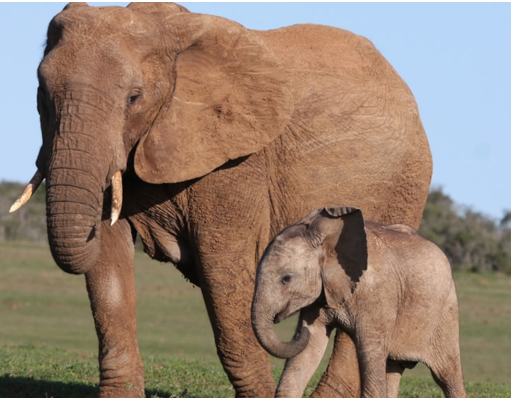 Elephants Possess Specialized Brain Structure for Seismic Detection