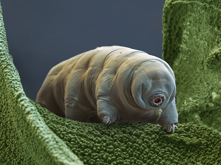 Epigenetic Evolution is a Main Evolutionary Mechanism in Water Bears, According to Recent study at University of Tokyo