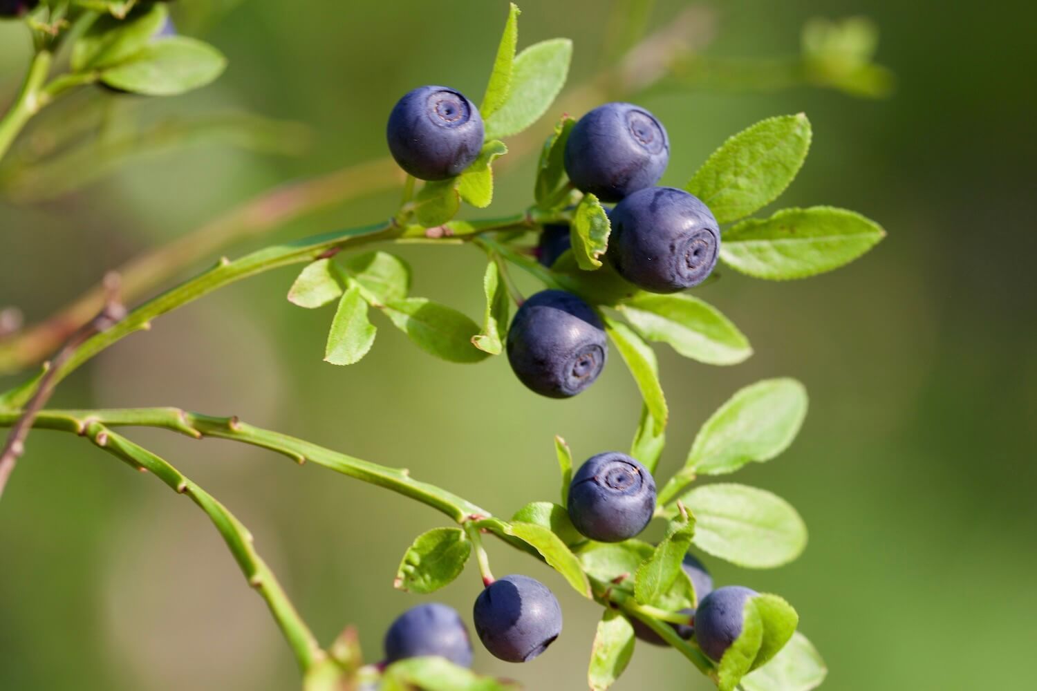 Bilberry