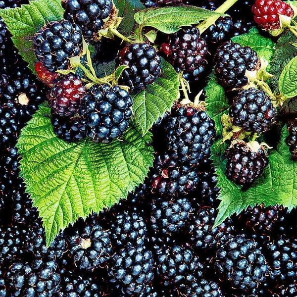 blackberries