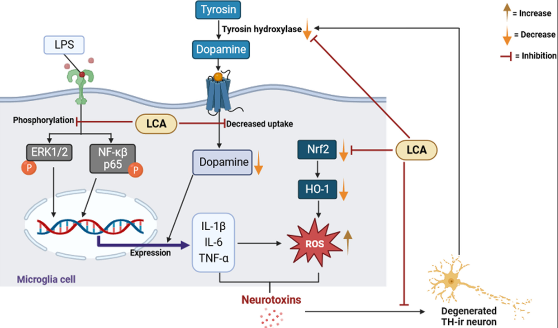 anti-aging-effects