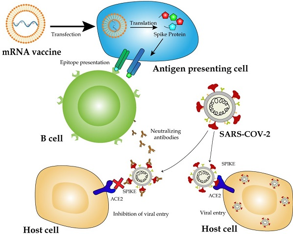 mechanism of action