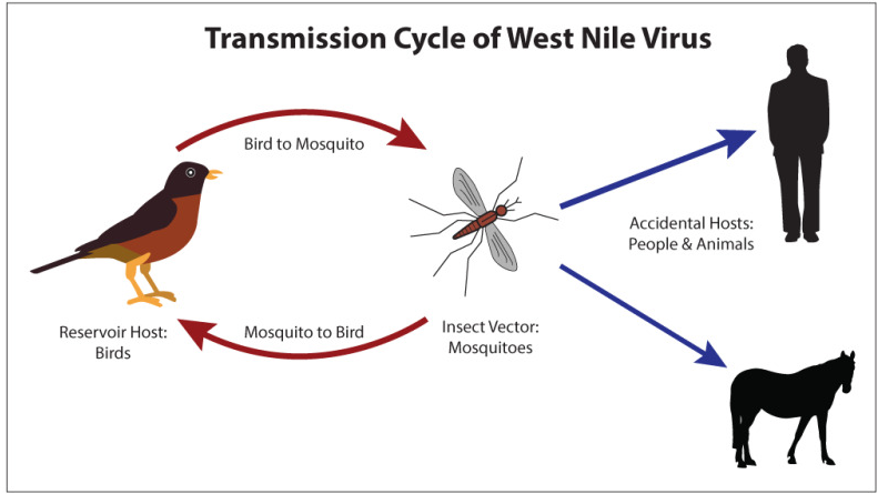 mechanism of action