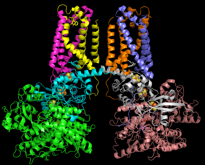 Modified Citric Acid Cycle Found in Anaerobic Bacteria to Produce Fumarate in Large Quantities