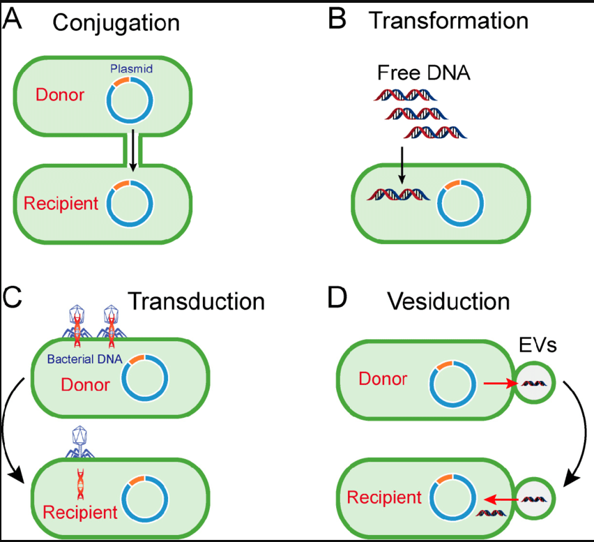 horozontal gene transfer