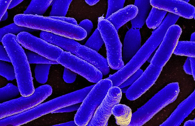 New Species of Soil Bacteria Discovered 3 km Underground