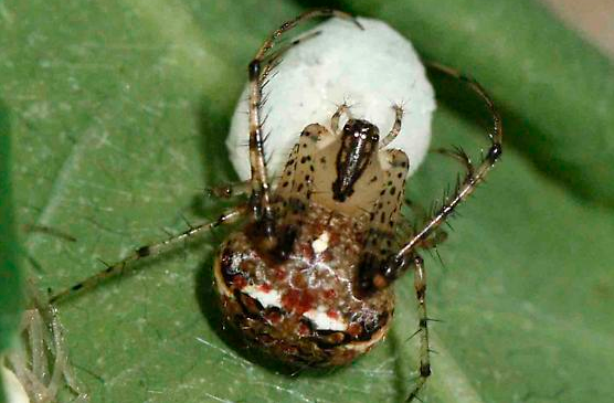 New spider species found that can survive without food for 2 years