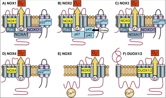 Nox1/Ref-1-mediated activation of CREB promotes Gremlin1-driven endothelial cell proliferation and migration