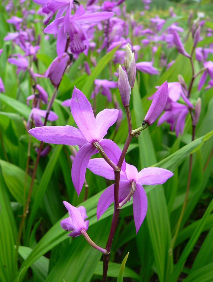 ground orchid