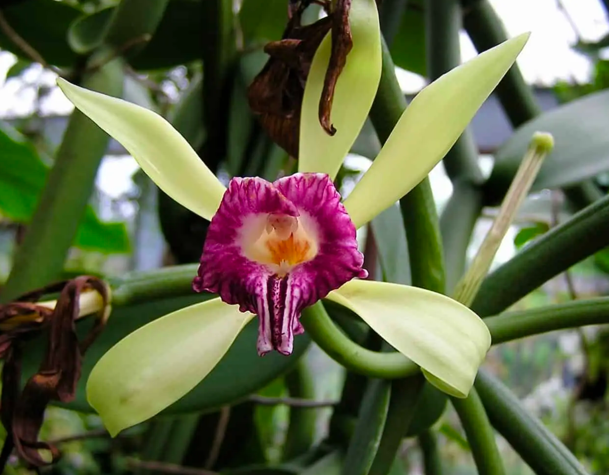 vanila orchid