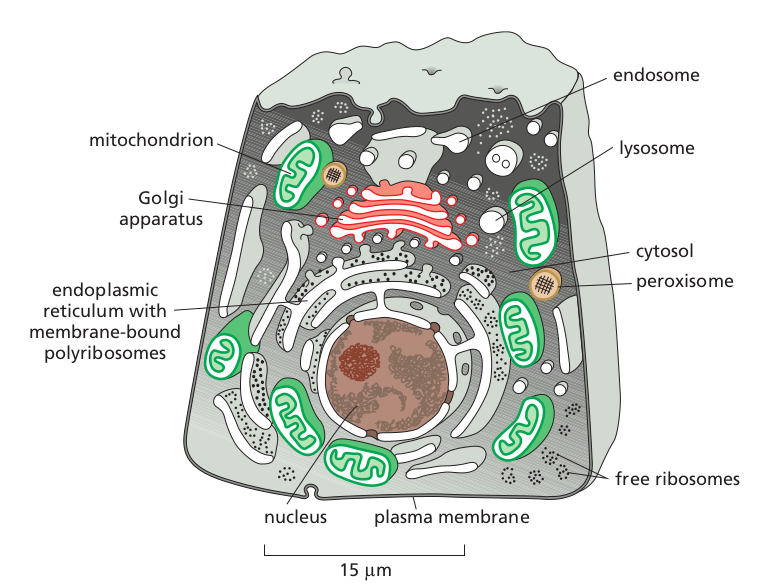 er