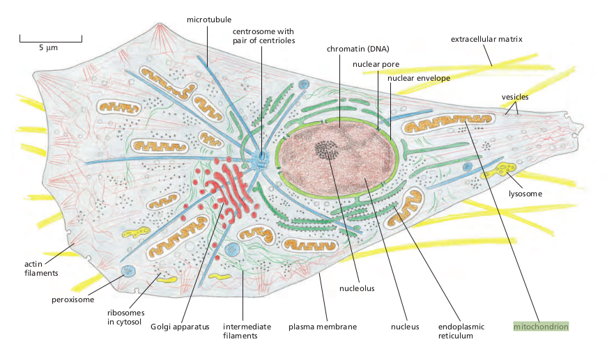 mitochondrion