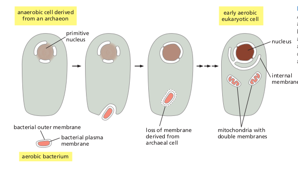 mitochondrion