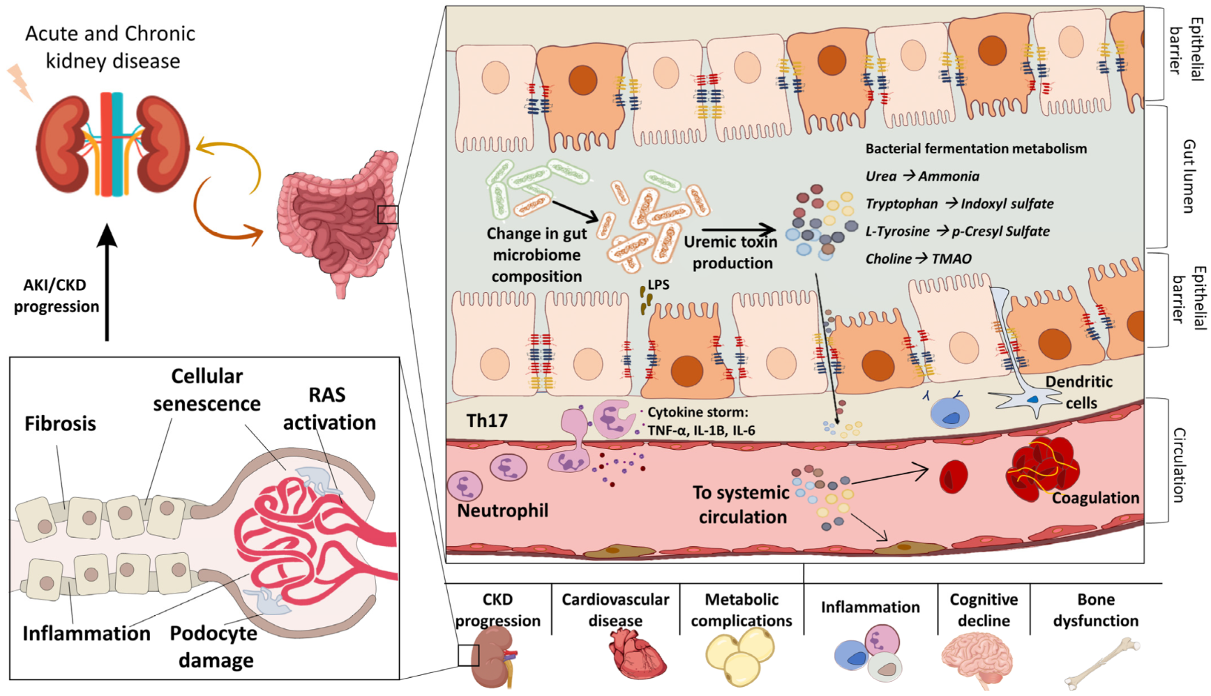 Reevaluation of Efficacy of Microbiota Extraction and Transplantation of Human Stool Masses