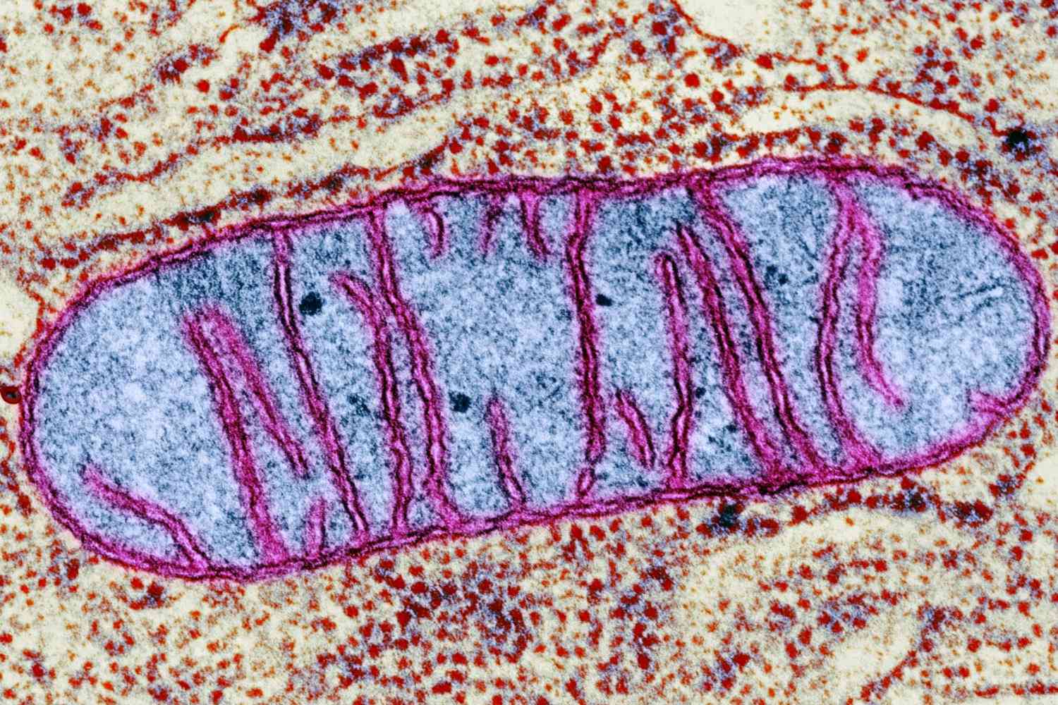 mitochondrion