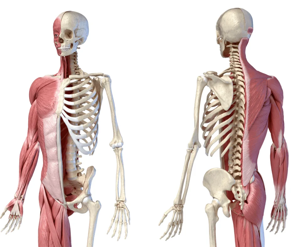 musculoskeletal