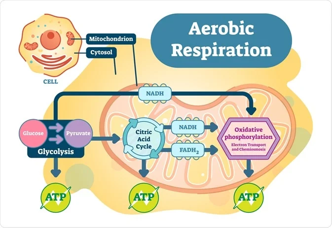 biochemical pathways