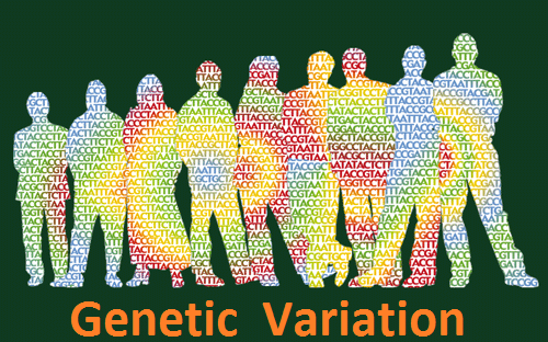 genetic variability