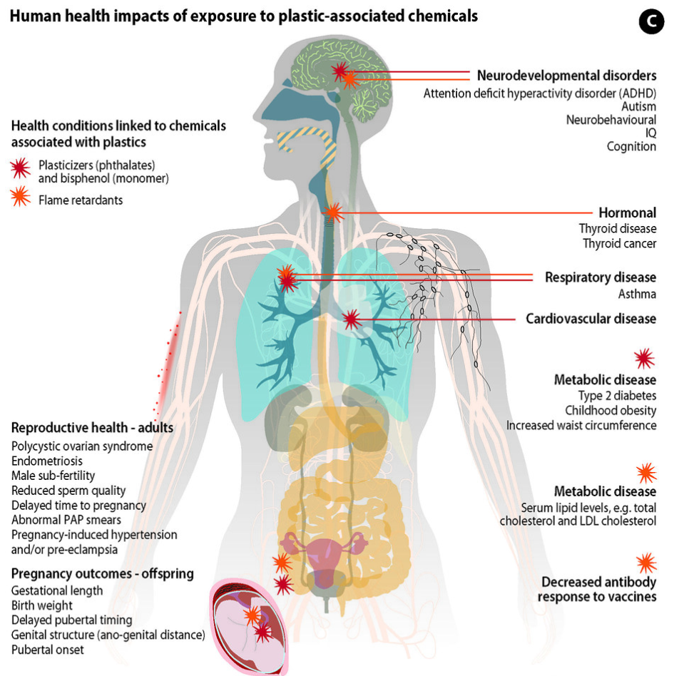 body compartment affected by nanoplastics