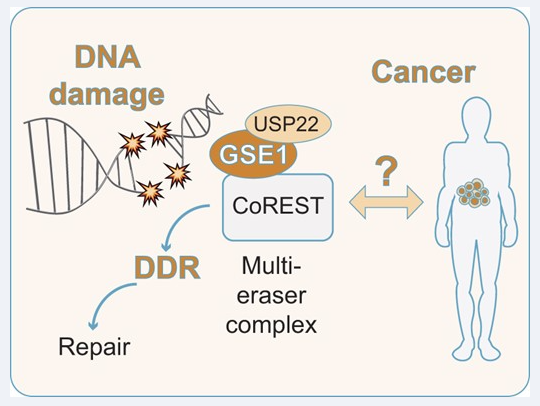 Unveiling the Role of GSE1 in DNA Damage Response: A Pathway to Understanding Genome Integrity