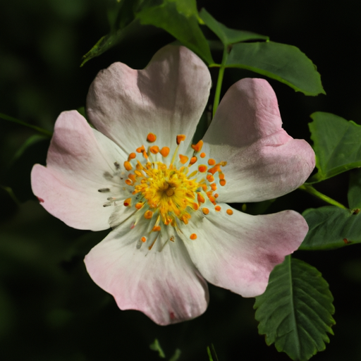 Rosa Canina has a promising effect in treatment of breast cancer