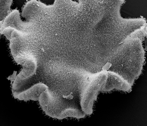 Signal Transmission in Placozoa Mediated by Molecules Similar to Mammalian Neuromediators