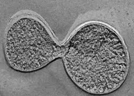 Sulfolobus solfataricus Has Nucleolus-like Structures Involved in Ribosome Formation