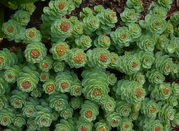 The Benefits of Alaska Rhodiola: New Research from the Karolinska Institute