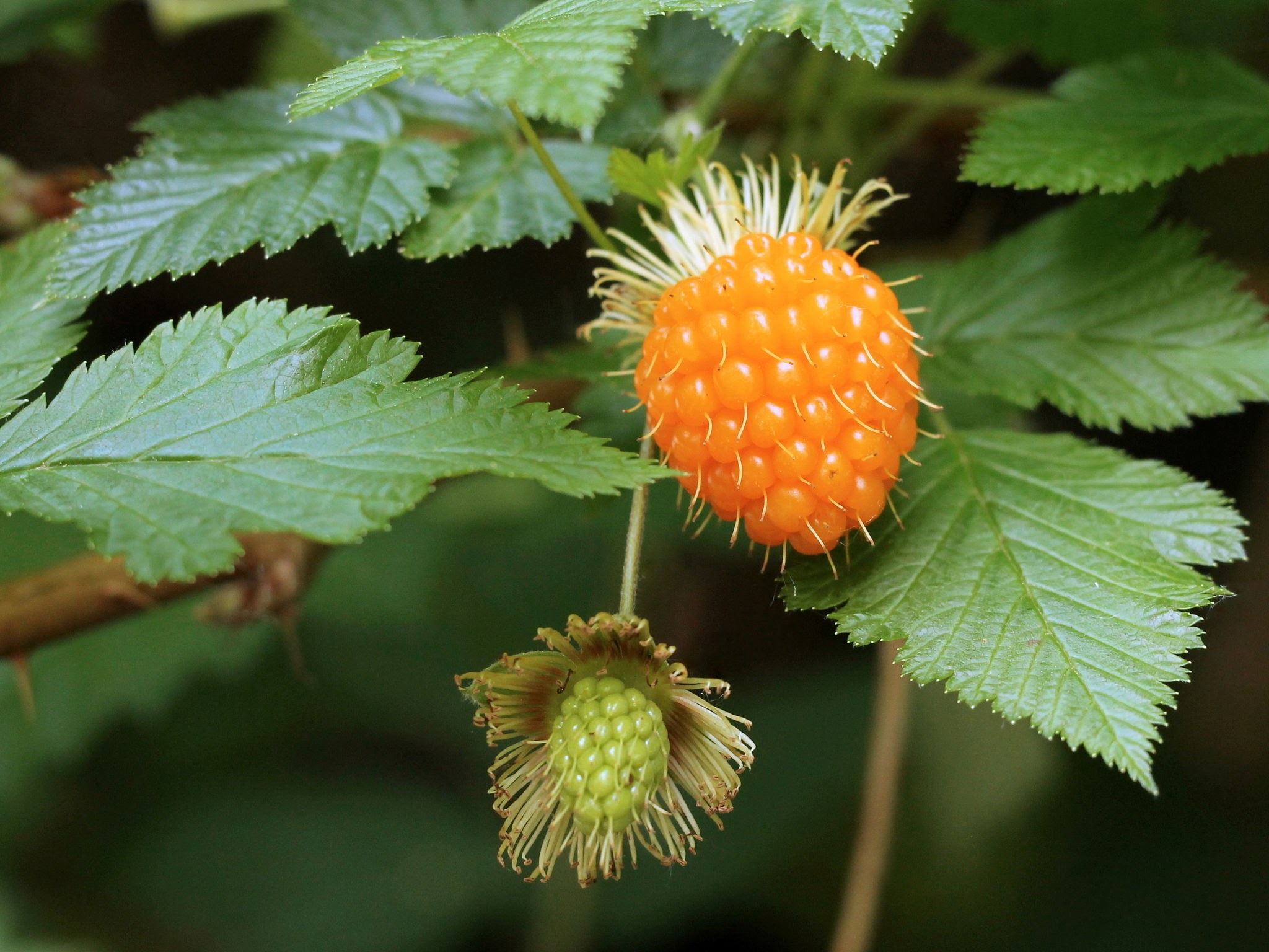 The Berry Bonanza - A Delicious Path to Health and Wellness