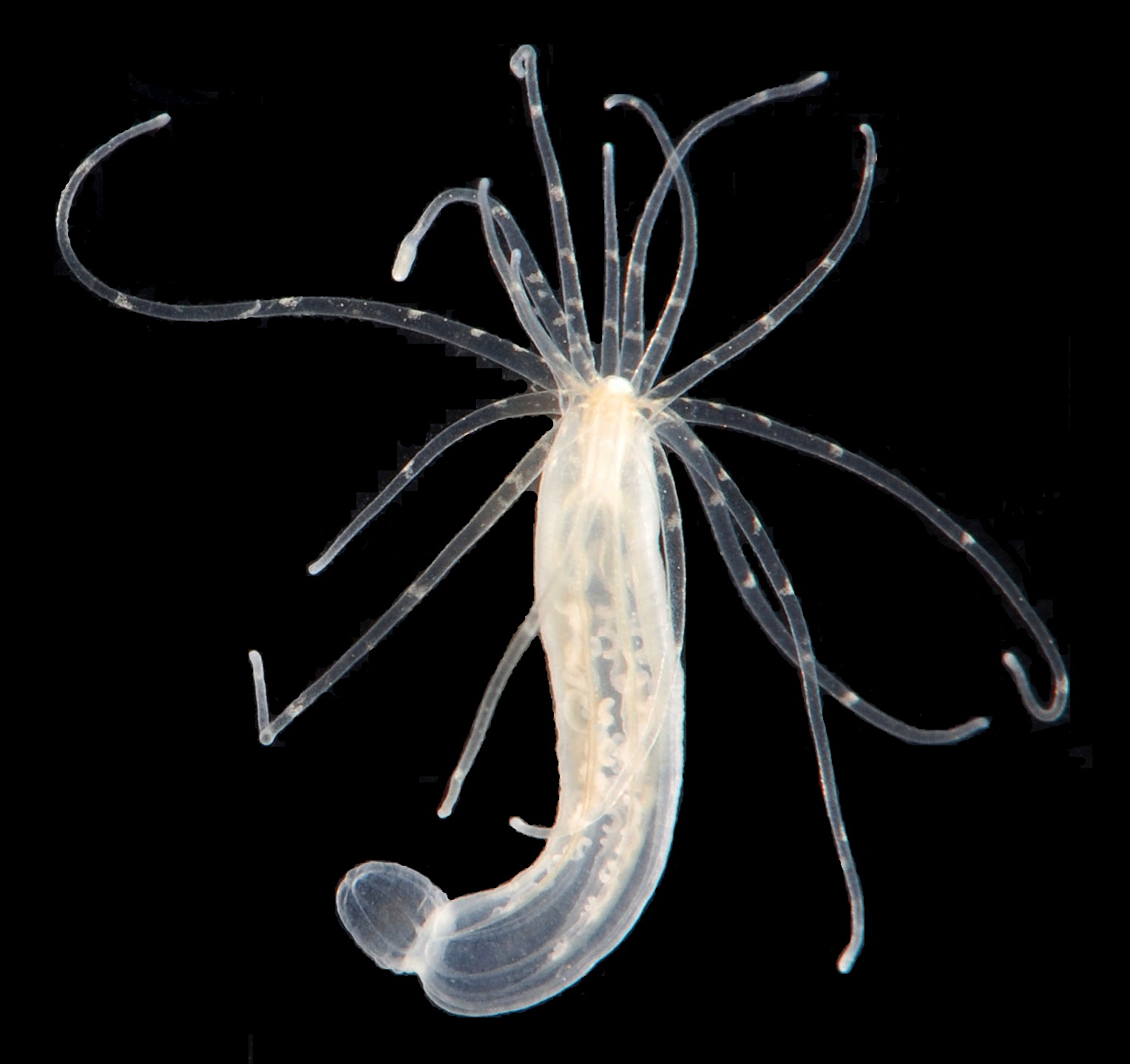 Unveiling the Depths: A Dive into Cnidarian Complexity and Evolution