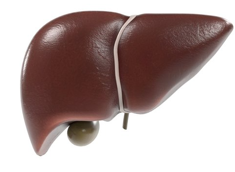 Unveiling the Liver's Remarkable Regenerative Prowess