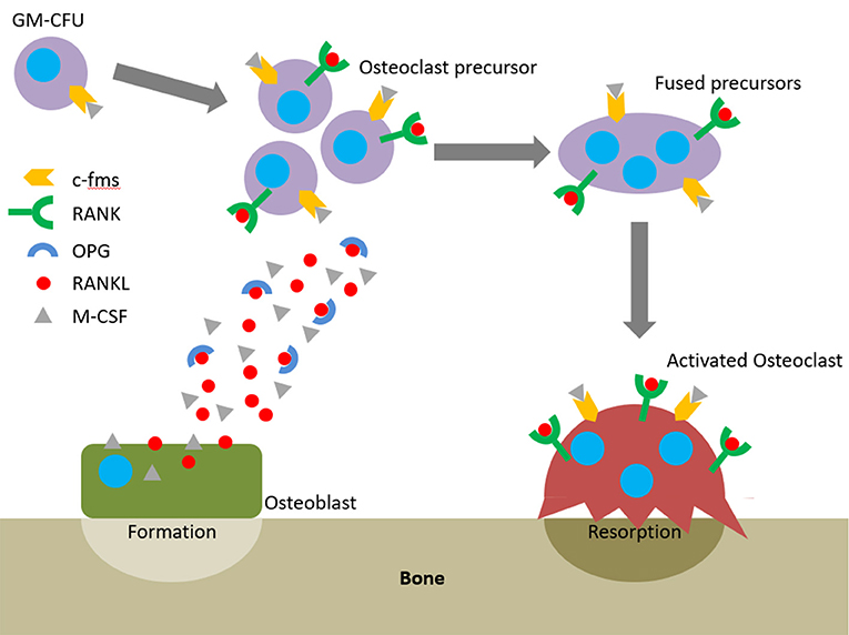 bone remodelling